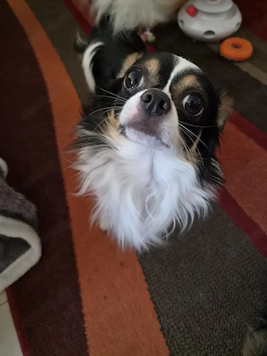 Chihuahuas 
