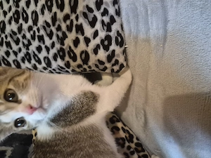 Katze BKH mix 6 Monate alt 