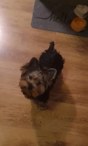 Süße Yorkshire-Terrier-Hündin Lizi sucht ein liebevolles Zuhause 