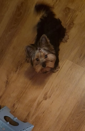 Süße Yorkshire-Terrier-Hündin Lizi sucht ein liebevolles Zuhause 