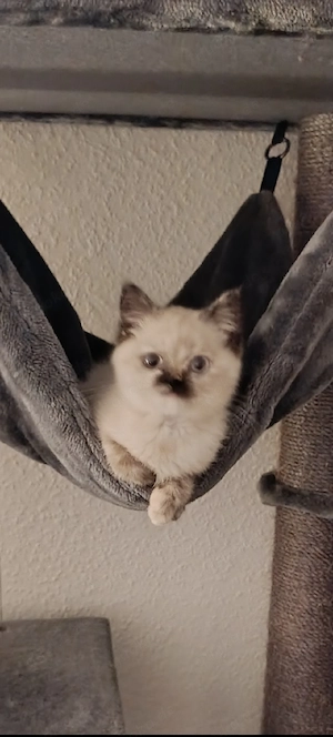 katzen Mädchen 16 woche 