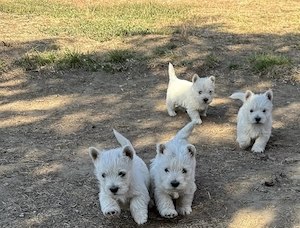 Wunderschöne Westie Welpen, West Highland White Terrier Welpen 