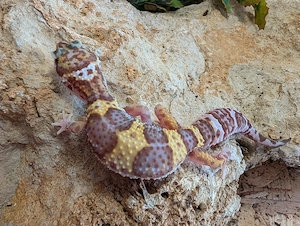 Leopardgeckos ENZ 26 
