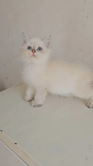 baby kiten zum verkaufen 