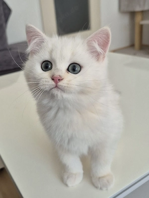 BKH  Kitten Reinrassig mit Stammbaum 