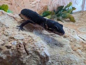 Leopard Gecko ENZ 26