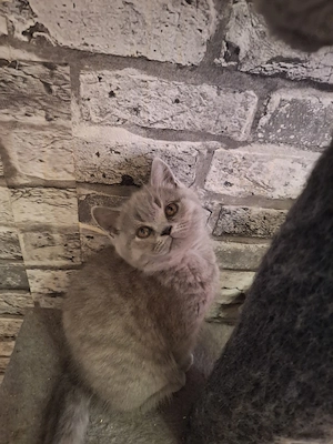 bkh reinrassige kitten Junge