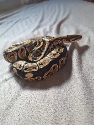 1.0 Classic het Clown königspythons 