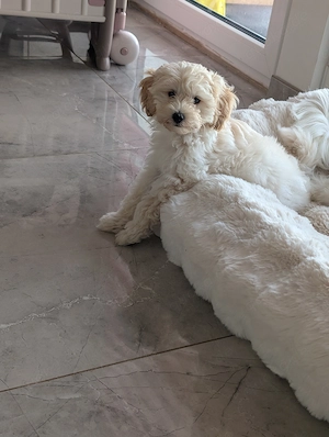 Wunderschöne Maltipoo Rüden