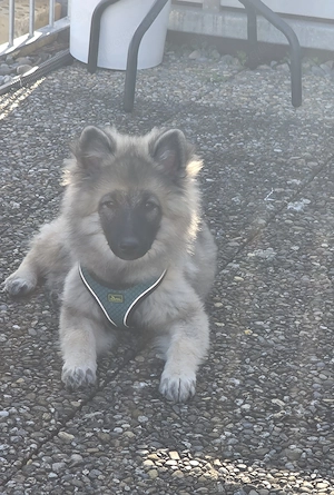 Wolfspitz in gute Hände abzugeben 