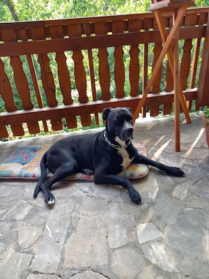 Ich bin Buddy