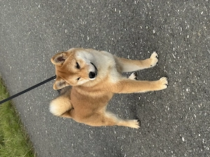 Eine Shiba inu Hündin sucht noch 
