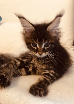 Exzellentes Maine Coon Mädchen in Show-Qualität, Zuchtfreigabe & top Gesun