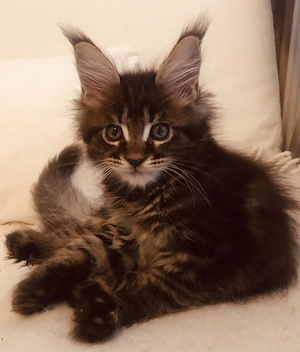Exzellentes Maine Coon Mädchen in Show-Qualität, Zuchtfreigabe & top Gesun