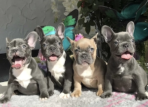 Französische Bulldoggen Welpen suchen ein schönes Zuhause 