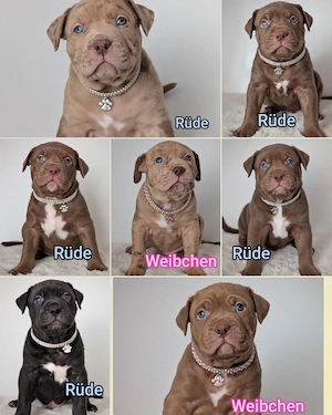 American Bully XL ABKC 