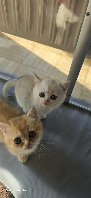Süße BKH Kitten 