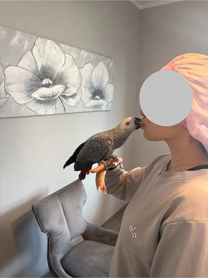 Graupapagei Handzahm 