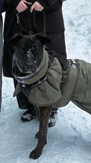 Deckrüde Cane Corso x Schäferhund