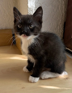 dieser kleine dark choco maine coon japanese bobtail mix junge sucht noch ein zuhause 
