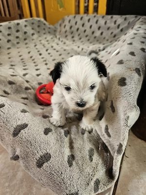    Biewer Yorkshiere Terrier Welpe   