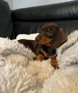 Liebevolle Dackel Welpen   kleine Entdecker suchen ein neues Zuhause