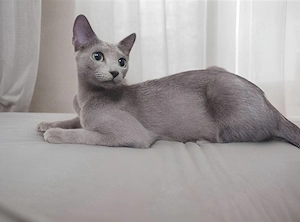 !!Wurfankündigung!! reinrassige Russisch Blau Kitten mit Stammbaum 