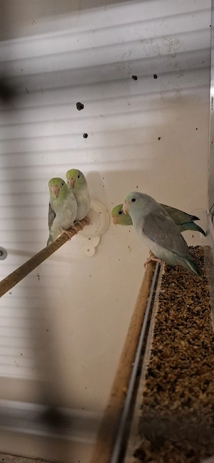 Sperlingpapagein 