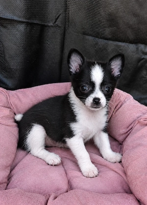 Bezaubernde Chihuahua Hündin sucht Traumschloss