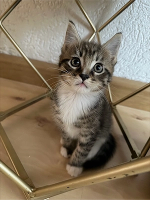 dieser hübsche maine coon japanese bobtail junge sucht noch ein zuhause 