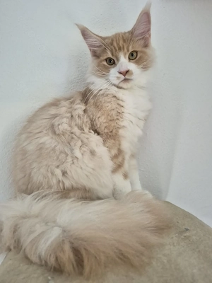 Maine Coon Kitten 