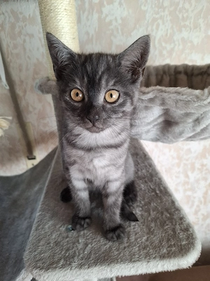 BKH Mix Kitten - 25.07. geboren - 3 Kater + 1 Kätzchen - Vater BKH - 35768 Siegbach