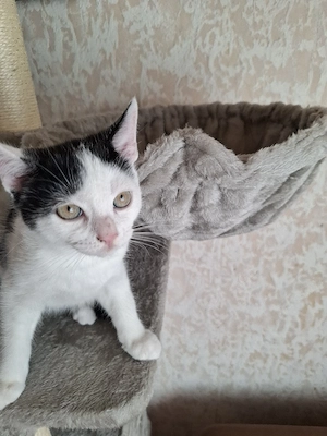 BKH Mix Kitten - 25.07. geboren - 3 Kater + 1 Kätzchen - Vater BKH - 35768 Siegbach