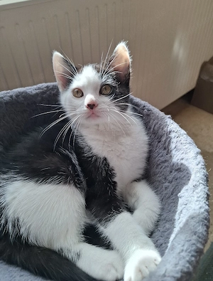 BKH Mix Kitten - 25.07. geboren - 3 Kater + 1 Kätzchen - Vater BKH - 35768 Siegbach