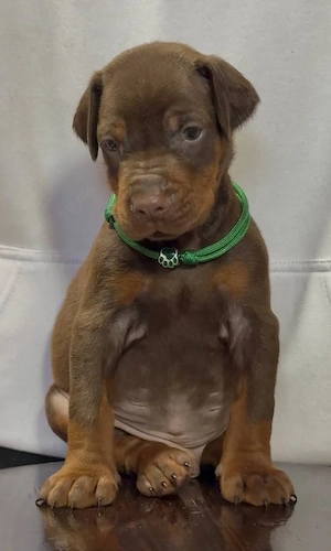 Wunderschöne braune Dobermann Welpen suchen ein liebevolles Zuhause