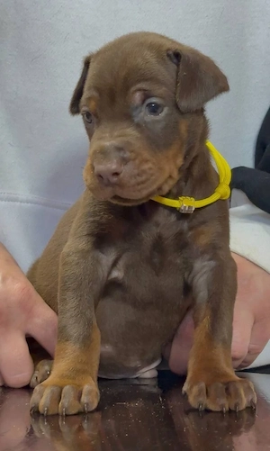 Wunderschöne braune Dobermann Welpen suchen ein liebevolles Zuhause