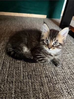dieser süße maine coon japanese bobtail mix prinz sucht noch ein zuhause 