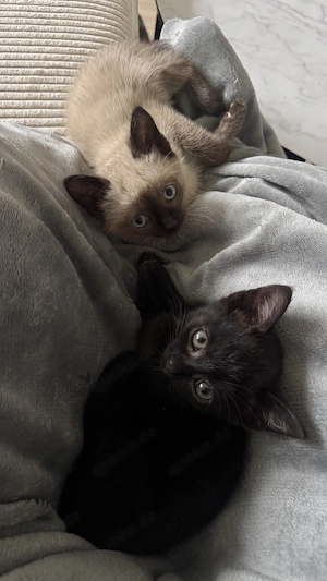 Zwei süße Kitten suchen ein neues Zuhause