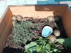 Naturbrut griechische Landschildkröten 