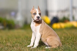 American Staffordshire Terrier Welpen