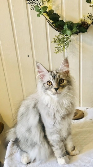 Traumhaftes Maine Coon Mädchen mit Stammbaum 