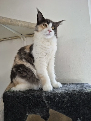Maine Coon Kitten 