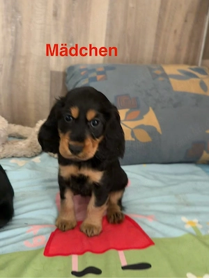 Welpen englisch Cocker Spaniel