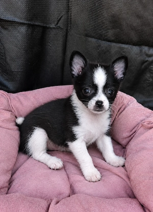 Spielplatz gesucht für unser Chihuahua Mädchen