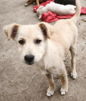 Flair soll nicht im Tierheim aufwachsen