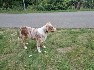 Hunde ,Australian shepherd