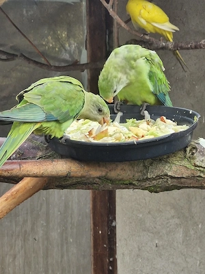 Schildsittiche 