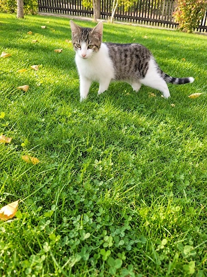Junger Kater sucht neues Zuahuse