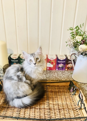  Sofort abgabebereit: Traumhafte Maine Coon Schwestern (Blue Silver Torbie) mit Stammbaum!