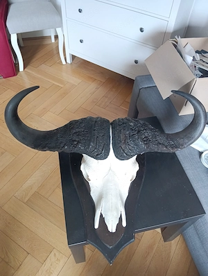Dekoration Büffel Hörner 